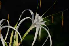 Hymenocallis littoralis